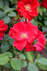 Prairie Clogger Rose (Rosa 'Prairie Clogger') at Lakeshore Garden Centres