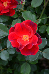Miracle On The Hudson Rose (Rosa 'Miracle On The Hudson') at A Very Successful Garden Center