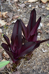 African Night Pineapple Lily (Eucomis 'African Night') at Lakeshore Garden Centres