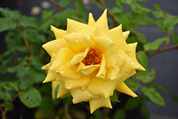 Royal Gold Rose (Rosa 'Royal Gold') at Stonegate Gardens