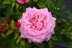 Belinda's Dream Rose (Rosa 'Belinda's Dream') at Lakeshore Garden Centres