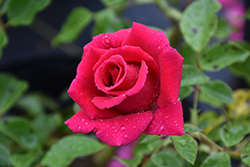 High Society Rose (Rosa 'JACadyna') at Lakeshore Garden Centres