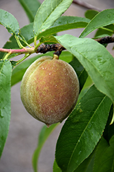Gulf King Peach (Prunus persica 'Gulf King') at Stonegate Gardens
