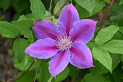 Dr. Ruppel Clematis (Clematis 'Dr. Ruppel') at Stonegate Gardens