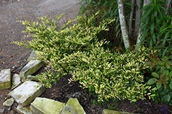 Spring Frost Evergreen Distylium (Distylium 'sPg-3-007') at Stonegate Gardens