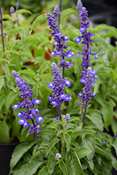 Midnight Candle Salvia (Salvia farinacea 'Midnight Candle') at Stonegate Gardens