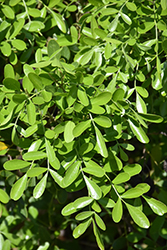 Texas Mountain Laurel (Sophora secundiflora) at Stonegate Gardens