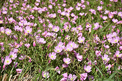 Evening Primrose (Oenothera speciosa) at Lakeshore Garden Centres