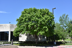 Golden Rain Tree (Koelreuteria paniculata) at Lakeshore Garden Centres
