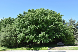 Monterrey Oak (Quercus polymorpha) at Stonegate Gardens
