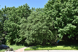 Vasey Oak (Quercus pungens var. vaseyana) at Stonegate Gardens