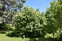 Mexican Elderberry (Sambucus mexicana) at Stonegate Gardens
