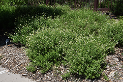 White Autumn Sage (Salvia greggii 'Alba') at Stonegate Gardens