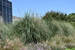 Pumila Pampas Grass (Cortaderia sellowiana 'Pumila') at Stonegate Gardens