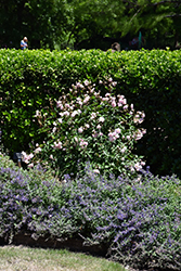 Marie Daly Rose (Rosa 'Marie Daly') at Lakeshore Garden Centres