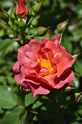 Cinco de Mayo Rose (Rosa 'Cinco de Mayo') at Stonegate Gardens