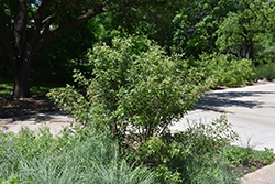 Evergreen Sumac (Rhus virens) at Stonegate Gardens