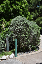 Compact Texas Sage (Leucophyllum frutescens 'Compacta') at Stonegate Gardens