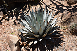 New Mexico Agave (Agave neomexicana) at Stonegate Gardens