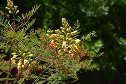 Bird of Paradise Shrub (Caesalpinia gilliesii) at Lakeshore Garden Centres