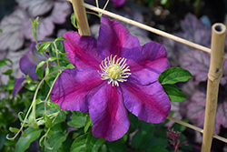 Sunset Clematis (Clematis 'Sunset') at Stonegate Gardens