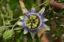 Blue Crown Passion Flower (Passiflora caerulea 'Blue Crown') at Stonegate Gardens