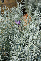 Silver Anouk Spanish Lavender (Lavandula stoechas 'Silver Anouk') at Lakeshore Garden Centres
