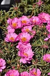 Happy Hour Rosita Portulaca (Portulaca grandiflora 'PAS752680') at Stonegate Gardens