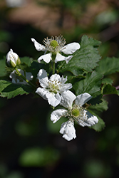 Natchez Thornless Blackberry (Rubus 'Natchez') at Stonegate Gardens