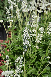 Augusta Duelberg Salvia (Salvia farinacea 'Augusta Duelberg') at Stonegate Gardens