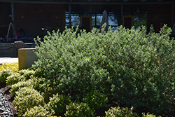 Texas Sage (Leucophyllum frutescens) at Stonegate Gardens