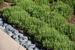 Pink Skullcap (Scutellaria suffrutescens) at Lakeshore Garden Centres