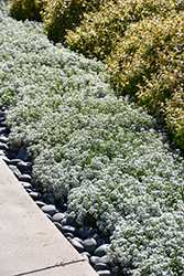 Snow Princess Alyssum (Lobularia 'Snow Princess') at Lakeshore Garden Centres