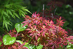 Kandy Kitchen Japanese Maple (Acer palmatum 'Kandy Kitchen') at Stonegate Gardens
