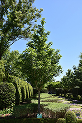 Caddo Sugar Maple (Acer saccharum 'Caddo') at Stonegate Gardens