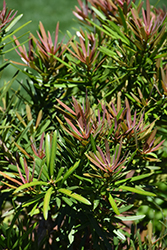 Mood Ring Podocarpus (Podocarpus macrophyllus 'Sosa') at Stonegate Gardens