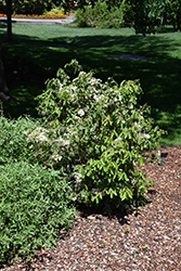 Snow Joey Viburnum (Viburnum luzonicum 'BLV01') at Stonegate Gardens