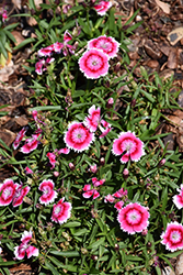 Beauties Olivia Bella Pinks (Dianthus 'Olivia Bella') at Stonegate Gardens