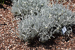 Silverball Curry Plant (Helichrysum stoechas 'Silverball') at Stonegate Gardens
