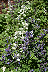 Angel's Wings Catmint (Nepeta x faassenii 'Angel's Wings') at Lakeshore Garden Centres