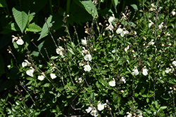 Mirage Cream Autumn Sage (Salvia greggii 'Balmircemi') at Stonegate Gardens