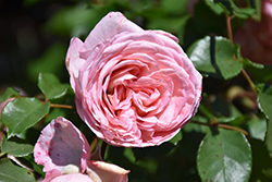Savannah Sunbelt Rose (Rosa 'KORvioros') at Stonegate Gardens