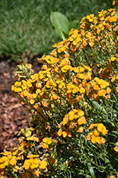 Cheers Florange Wallflower (Erysimum 'Balcherflora') at Stonegate Gardens
