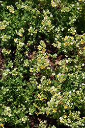 Honey Dark Yellow Nemesia (Nemesia 'Honey Dark Yellow') at Stonegate Gardens