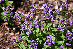 Honey Dark Blue Nemesia (Nemesia 'Honey Dark Blue') at Stonegate Gardens