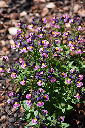 Honey Purple Rose Nemesia (Nemesia 'Honey Purple Rose') at Stonegate Gardens