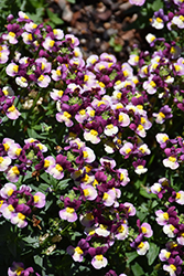 Honey Bicolor Purple Nemesia (Nemesia 'Honey Bicolor Purple') at Stonegate Gardens
