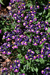 Honey Dark Purple Nemesia (Nemesia 'Honey Dark Purple') at Stonegate Gardens