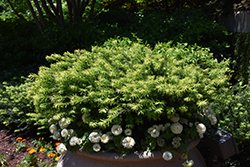 Hedgehog Japanese Plum Yew (Cephalotaxus harringtonia 'Hedgehog') at Stonegate Gardens