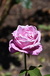 Mamy Blue Rose (Rosa 'DELblue') at Lakeshore Garden Centres